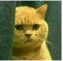 OR_catStare