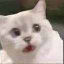 CattoFreakout Discord Emoji