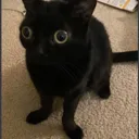 TheLittleShit
