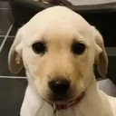 Golden_Puppy