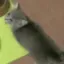 cat_pray cat_pray