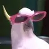 cool_too cool_too
