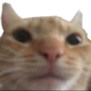 BL_bruhcat Discord emoji