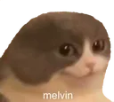 melvin