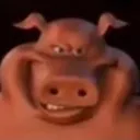 pig