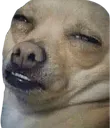 thedog