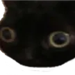Voib Voib