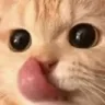 06_catlick Discord Emoji