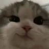 000_catsmirk Discord Emoji