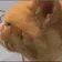 huhcatreverse huhcatreverse