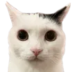 StareCat