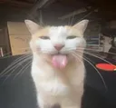blem