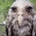 owl