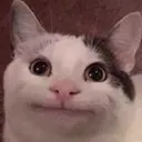 PoliteCat