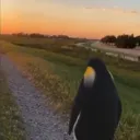 depressedpenguin