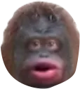monke