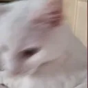 Inkyscat Discord Emoji