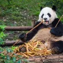 Panda panda Discord Emoji