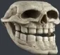 Skull_irl