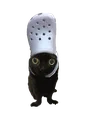shoe