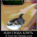 kotAhuel_file_107606225