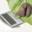 slugpium
