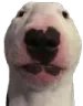 wuf wuf
