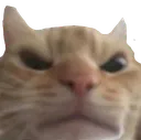 swagangry