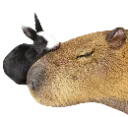 Bunnybara Bunnybara