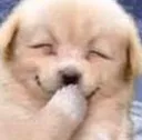 doggohehe