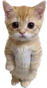 Kitten