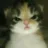Cat Angry cat_angry Discord Emoji