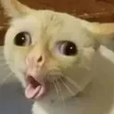 Catcough catcough Discord Emoji