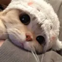 cattired