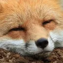 fox_sleep