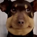 1844dogawkward 1844dogawkward