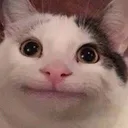 Beluga Beluga