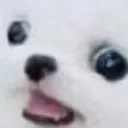 SS_DogConcerned