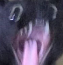 cats_screm Discord emoji
