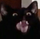cats_screeee Discord emoji