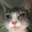 catbreakdown catbreakdown