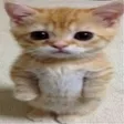 wafeleGato