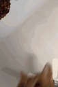 e_fight