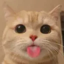 Catbleh Discord Emoji