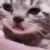 sadCat