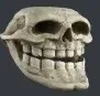 skulltroll skulltroll