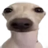 pain_dog