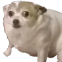 doggoWtf