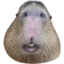 Capywhuh