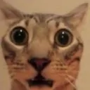 scaredcat